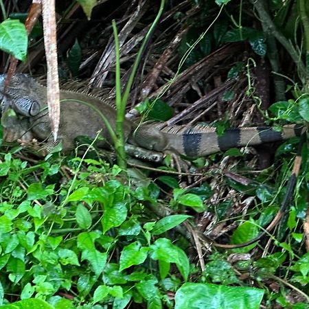 Natural Experience House Tortuguero Exterior photo