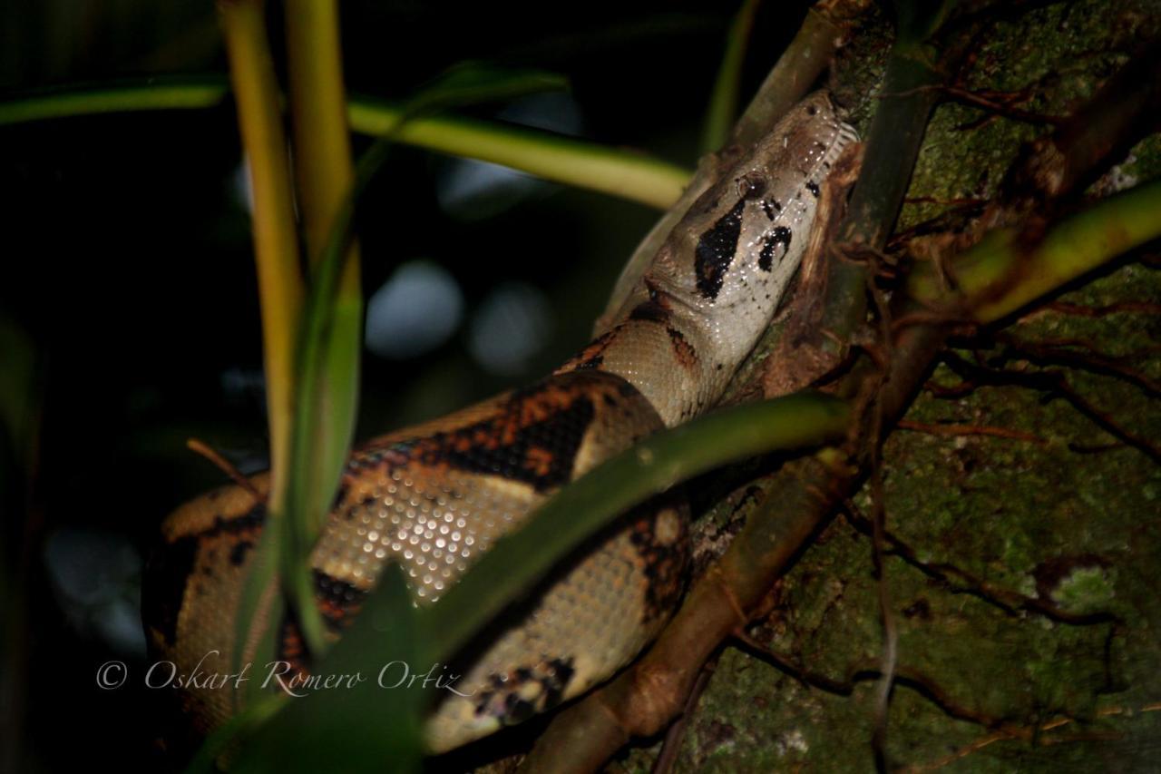 Natural Experience House Tortuguero Exterior photo
