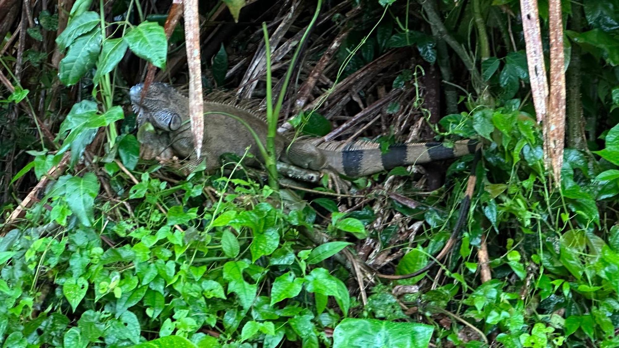 Natural Experience House Tortuguero Exterior photo